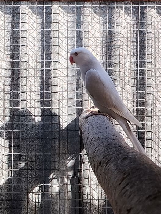 Ringnecks , alexandrinos , mustaches