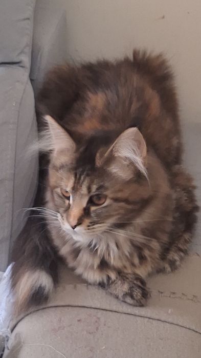Wspaniała Maine Coon