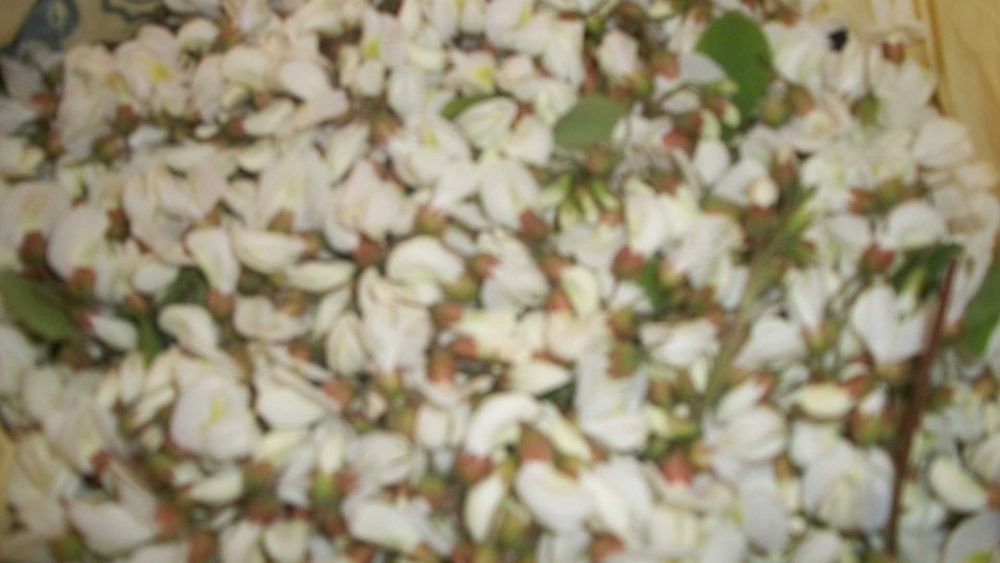 Лечебный чай из лепестков эфиромасличной крымской розы 2025 г.