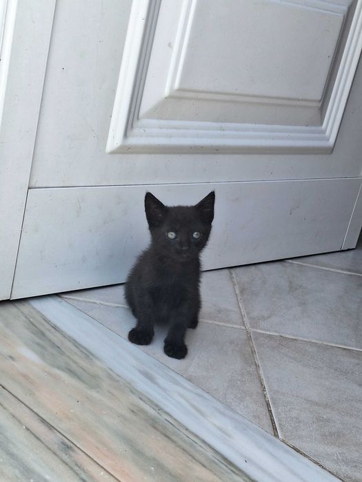 Gatinhos muito bonitos para adoção