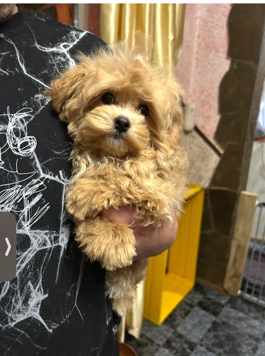 Мни кукольный мальчик мпльтипу