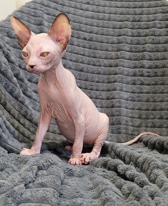 Gatinha sphynx olhos azuis