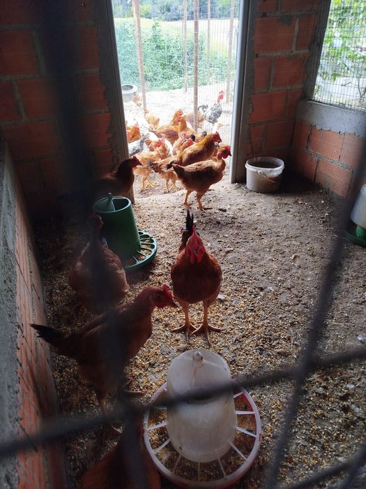 Galos Caseiros à Venda