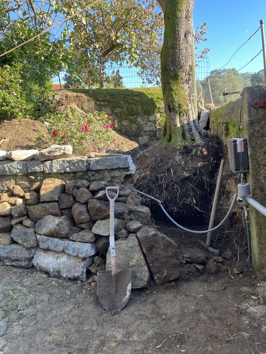 Oliveira ornamental com mais de 100 anos