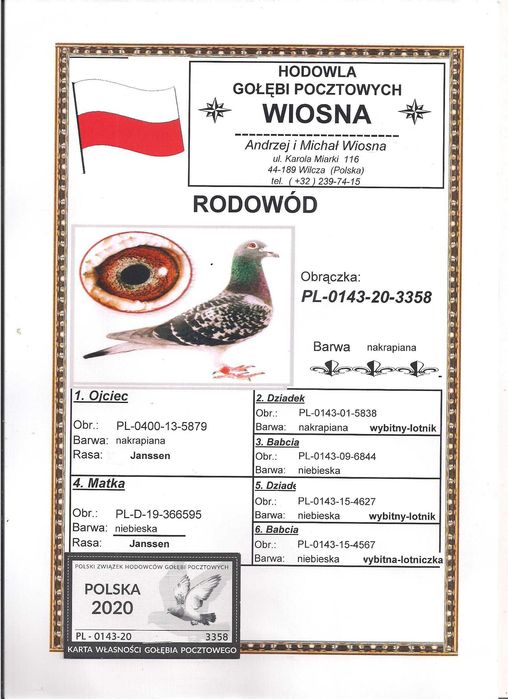 Młode para 71 Oryg. A.M Wiosna Wnuk 5838 gołąb gołębie pocztowe Rude