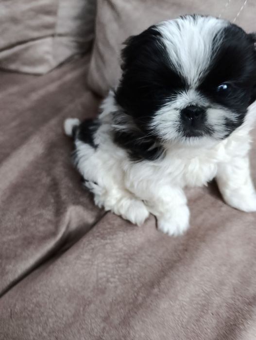 Продаються дівчатка пекінеси