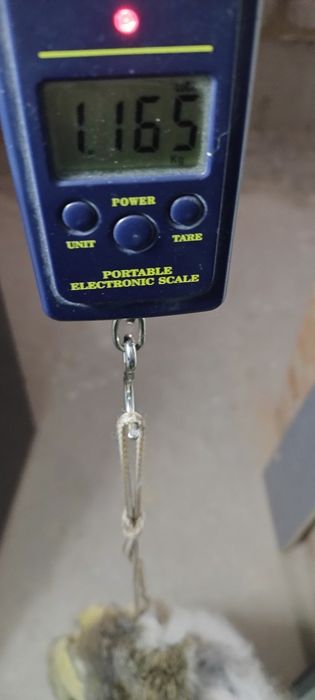 Шкури/хутро кролика сушені