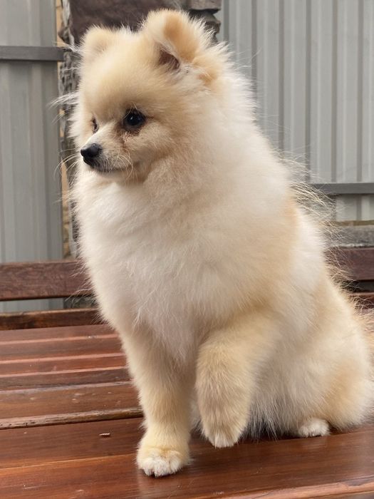 Померанський шпіц