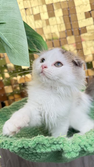 Femea scottish fold de pelo longo