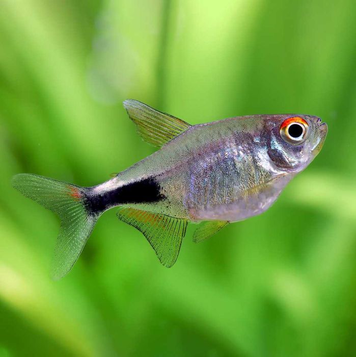 Zwinnik nadobny (Hemigrammus pulcher) WYSYŁKA AKWAWIN