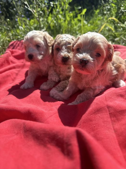 Хлопчик мальтіпу