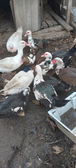 Продам индоутака,индоутка,шипун,утки