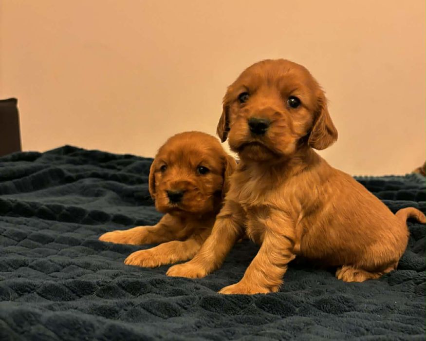 Samica  cocker spaniel