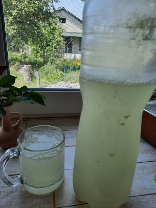 Продається  Квас з бузини, газований. Шампанське!  Дуже  смачний та корисний