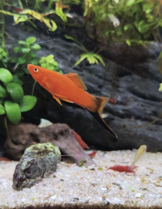 Lote de espadas adultos e juvenis