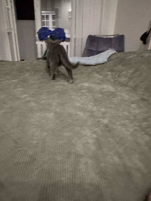 Котик шукає сімʼю. Віддам у добрі руки.