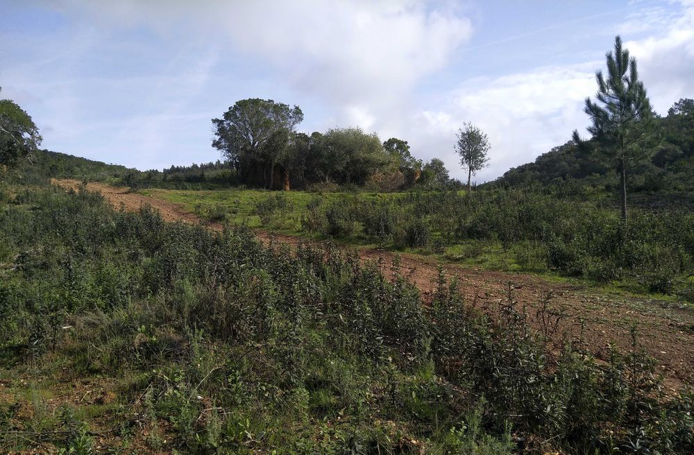 Terreno com Ruína Legalizada – 11,85 ha – Aljezur