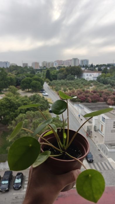 Pilea Peperomioides / Planta chinesa do dinheiro