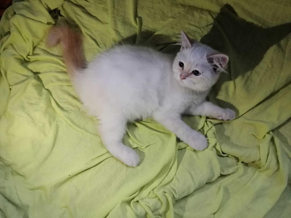 Кошеня регдол/ragboll