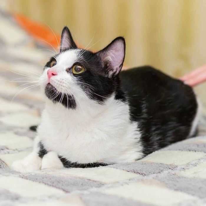 Котик Томік у пошуках люблячої сім'ї