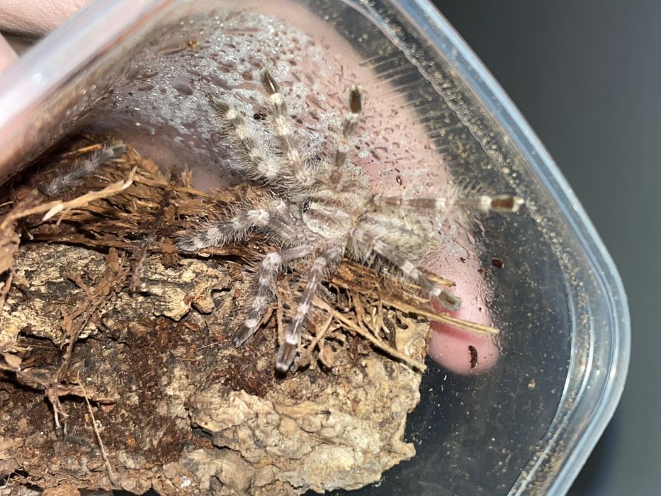 sprzedam mini chodowle