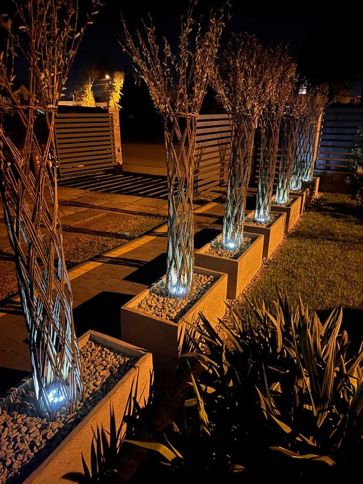 Wierzba pleciona 2 metry, drzewko ozdobne do ogrodu