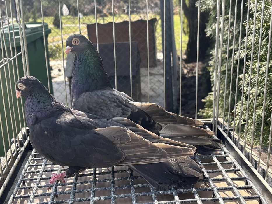 Gołebie zamojskie para