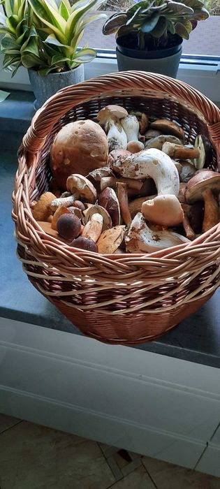 Grzyby suszone mix gatunków.