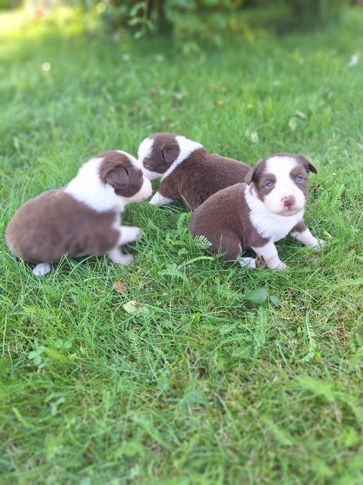 Border Collie dziewczynka Czekoladowo-Biała