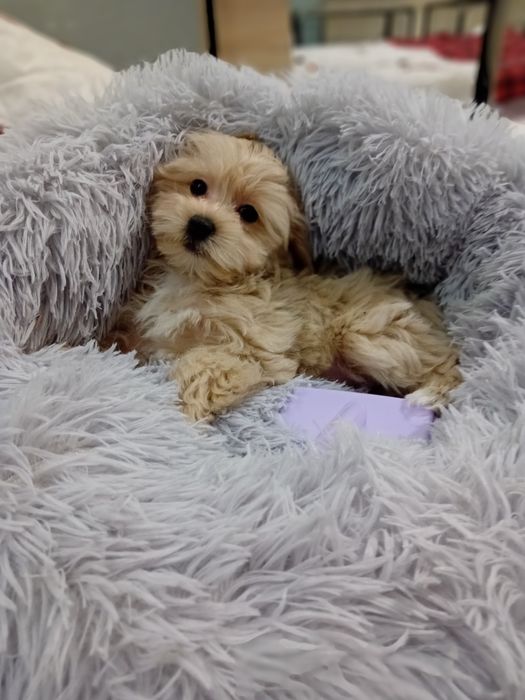 Maltipoo ,maltańczyk ,pudełek toy