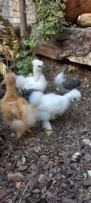 Sedosas do japao  barbudas