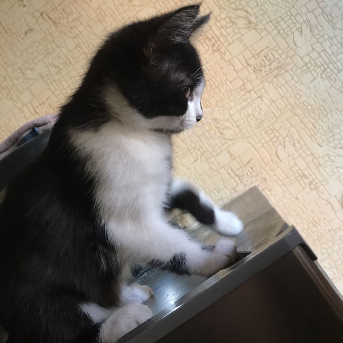 Котята в хороші руки безкоштовно