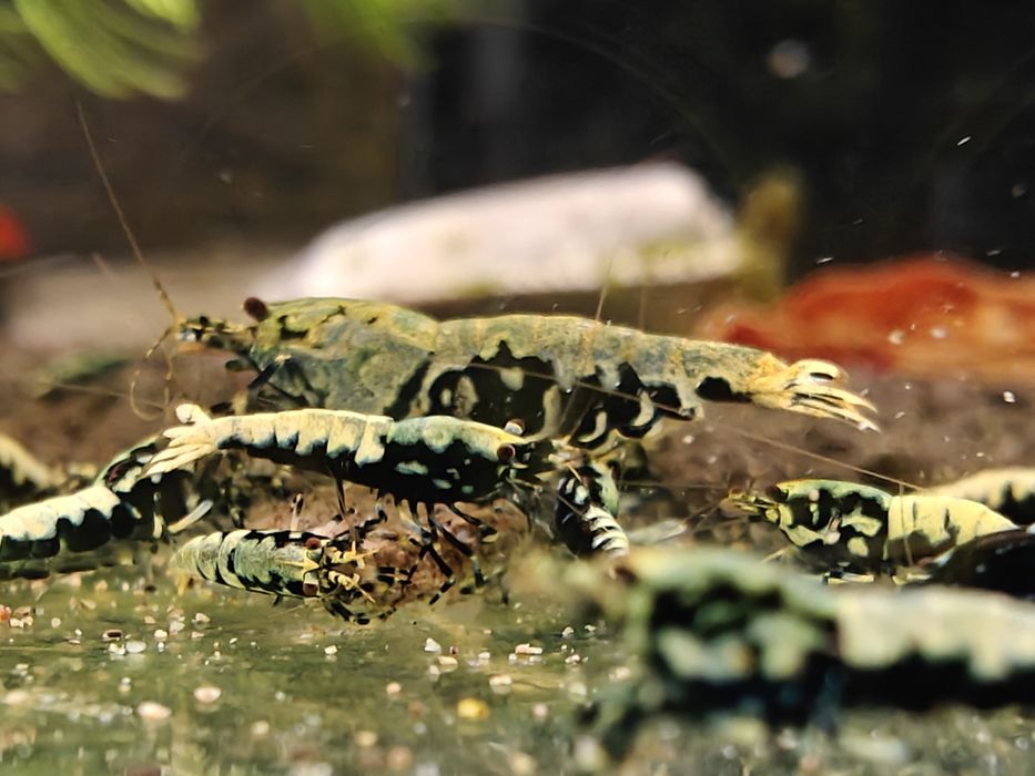 Krewetki Caridina BOA