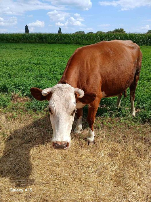 Продам молоду корову