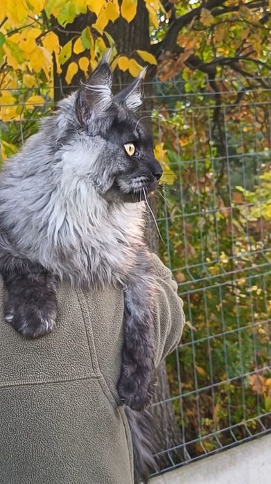 Maine Coon kocurek 6 msc.