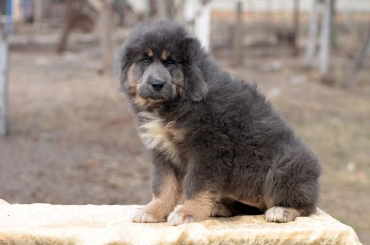 Предлагаются к продаже элитные щенки тибетского мастифа из профессиона