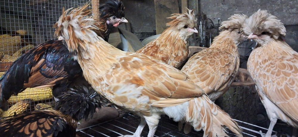 Kury ozdobne Młode czubatka