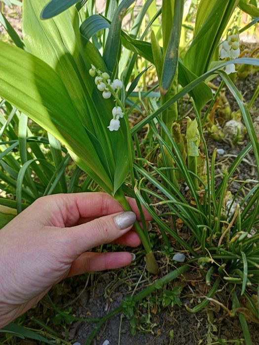 Конвалія, ландиш
