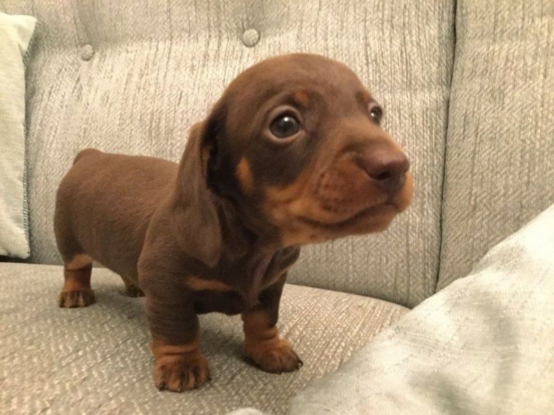 Цуценя — маленький клубочок радості!