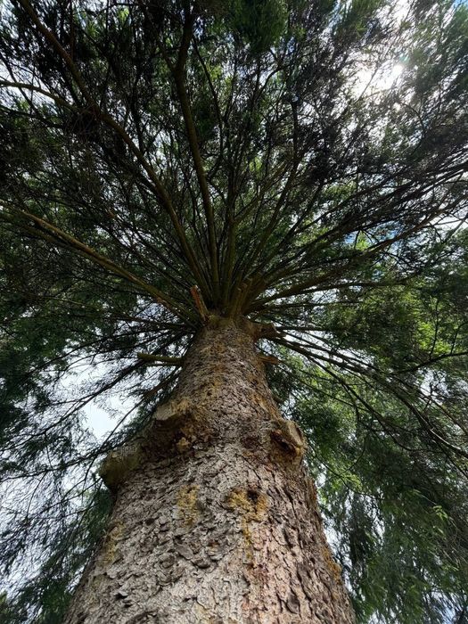 Котедж "Карпатська ідилія "Ворохта.