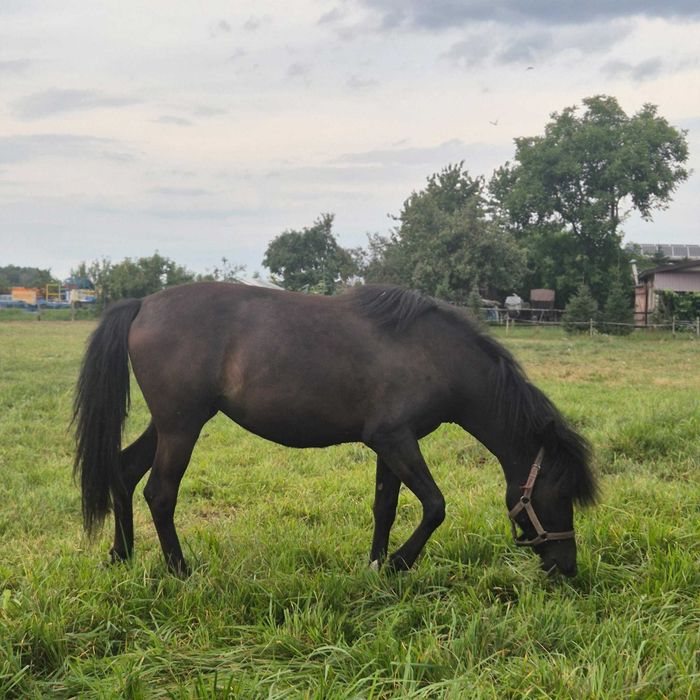 Klacz rasy huculskiej 5 letnia