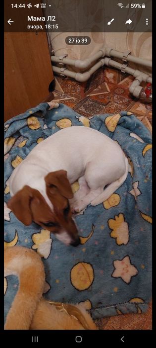 Джек Рассел дівчигка 4місяця