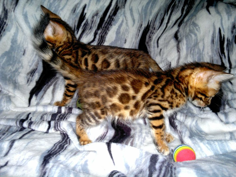 ТОРГ! Леопардові бенгалятка - няшні комочки щастя. Всі в розетку