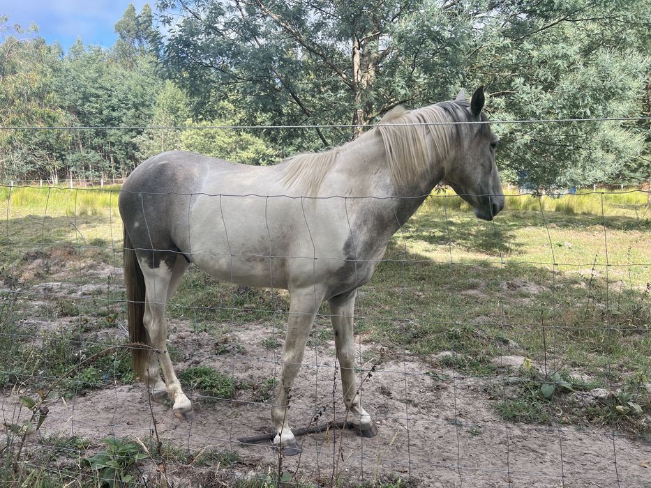 Cavalo tobiano inteiro com 3 anos. Com documentos e vacinas