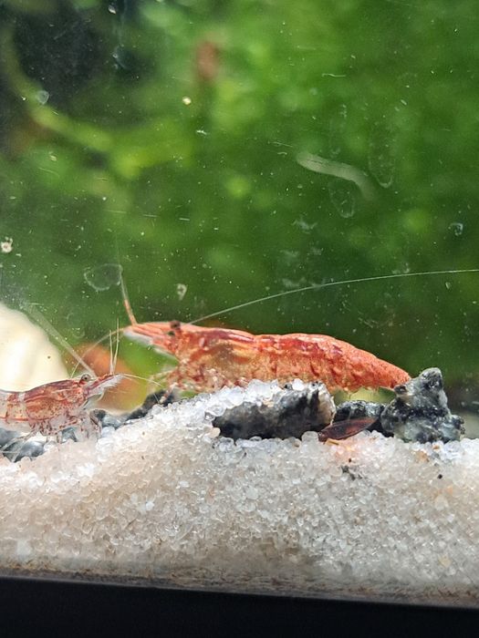 Camarões Neocaridina Red Cherry