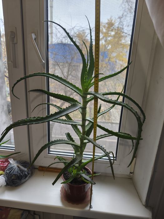 Алоє сильне доглянуте дерево з дітками у горщику