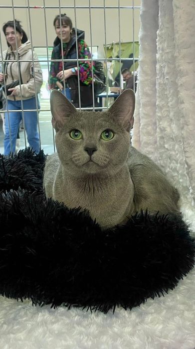 Krycie, reproduktor rosyjski niebieski kocur