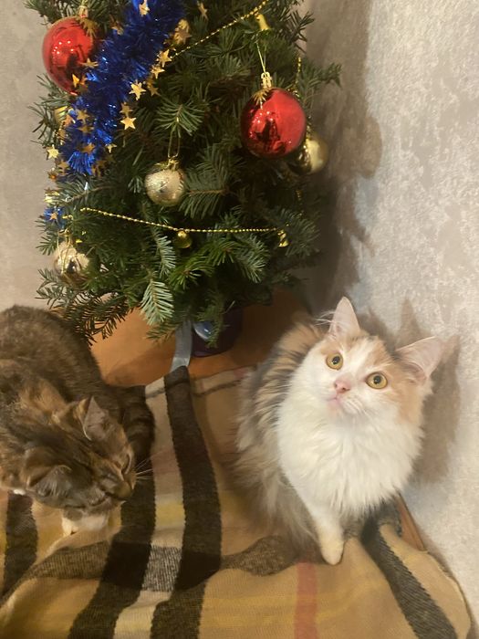 Дівчинка стерилізована  в надійну родину