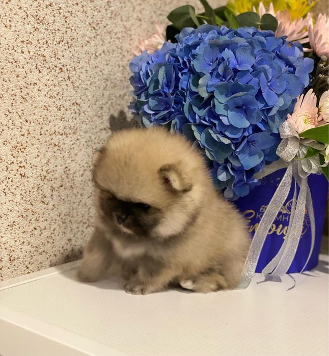 Ексклюзивний мікро хлопчик