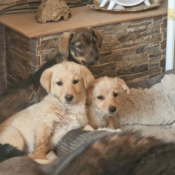 3 miesieczne suczki do adopcji